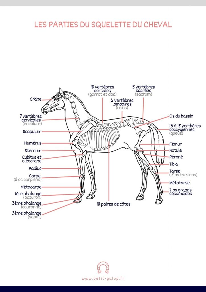 Schéma les parties du squelette du cheval
