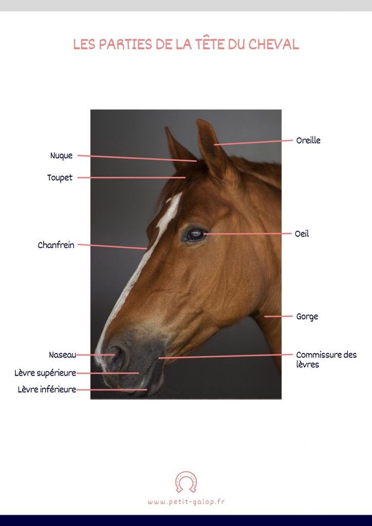 Schéma les parties de la tête du cheval